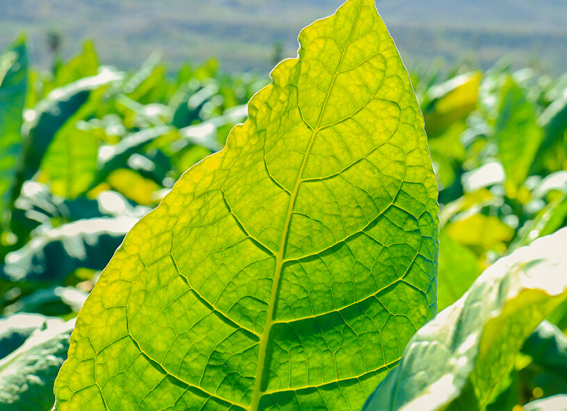 Hoja Cultivo - Industrias Hernandez - Fabrica de Tabaco de Andullo