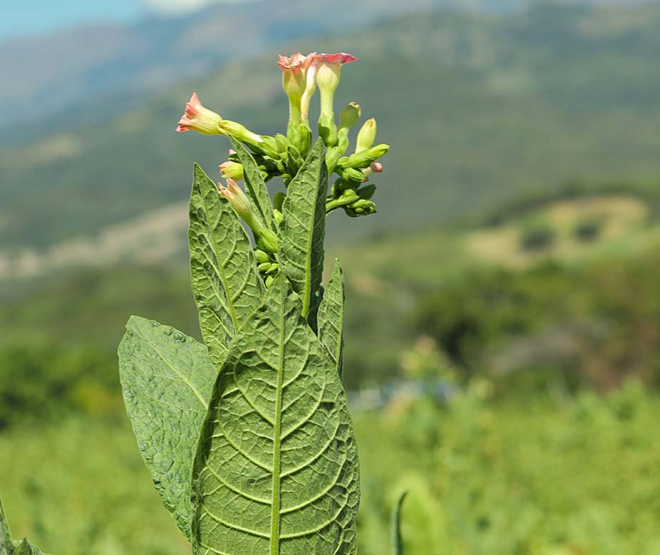 Desbotone de flor de planta de tabaco para andullo - IH
