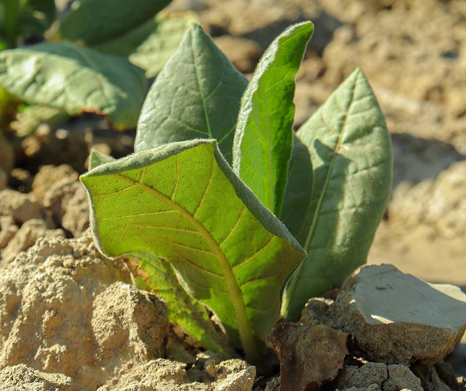 Planta de tabaco para andullo - Replantado en cultivo - IH